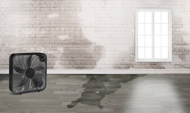 Best Water damage restoration near me  in Brillion, WI