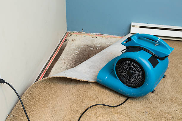 Best Mold removal after water damage  in Brillion, WI